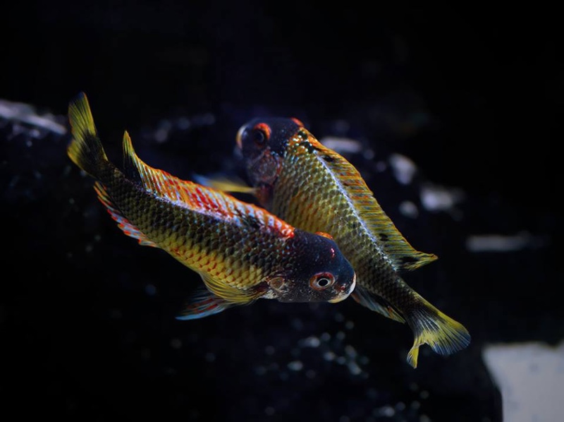 Tropheus moorii 'Kalambo Lodge' Kushangaza